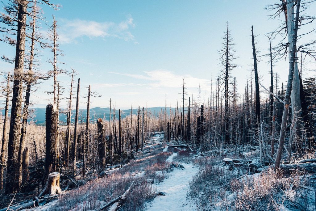 Snow Winter Fallen Trees